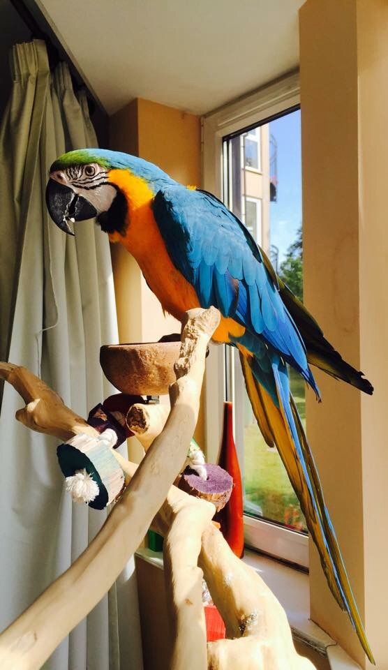 Blue & Gold Tame Macaw parrots