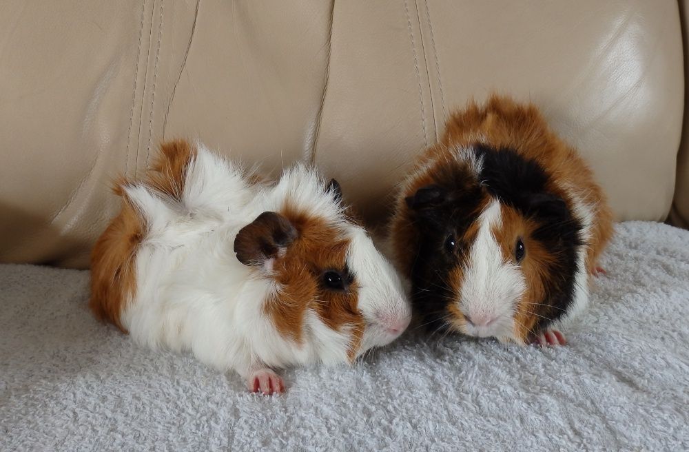 Funky Haired Guinea Pigs very friendly and lovely with kits