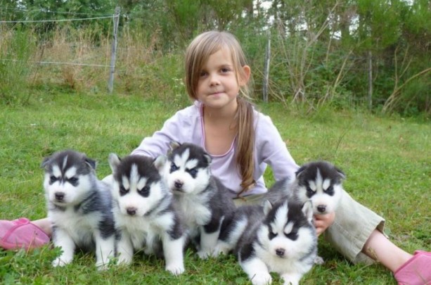 Stunning Litter of siberian husky blue eyes Puppies