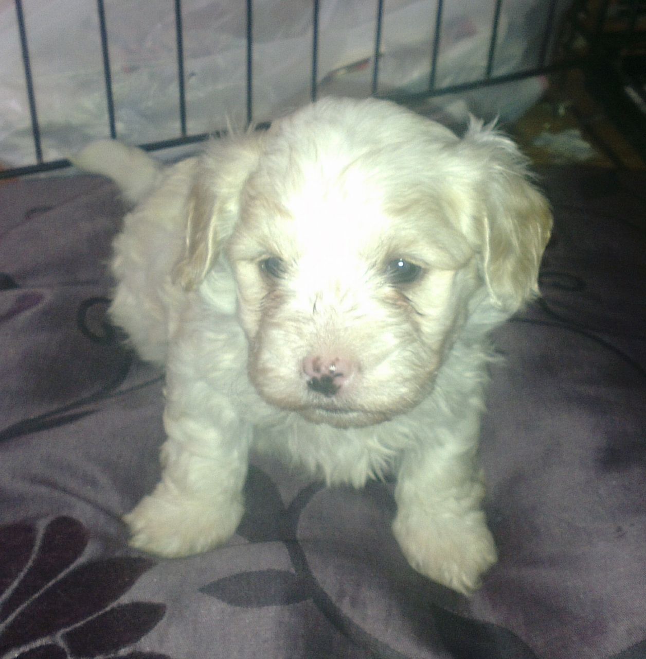 Adorable havanese male puppy – KC reg- pure breed