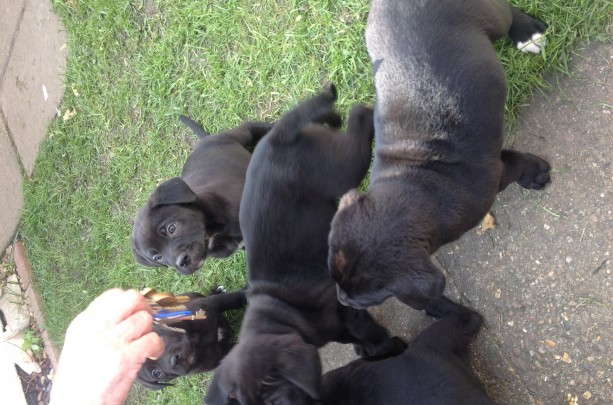 Cane corso pups for sale