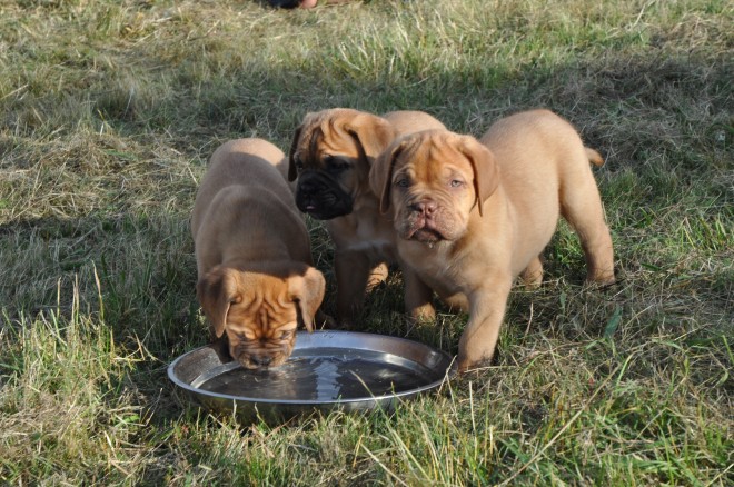 dogue De Bordeaux Puppies - Only 2 Available**