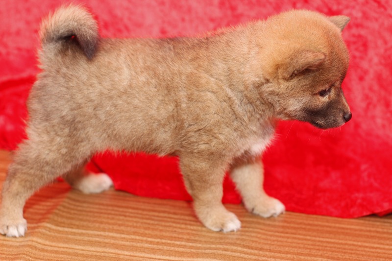 Sweet Shiba Inu Puppies Fro New Homes