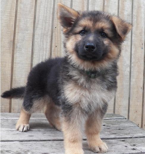 AKC Cute and healthy German Shepherd puppies for new homes