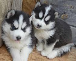 Gorgeous AKC Copper & White Pure Siberian Husky available