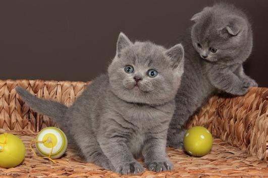 4 British Blue Shorthair kittens ready for new home now.