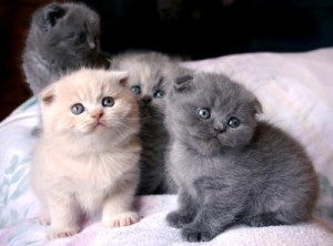 Cute Scottish fold  Kittens for free Adoption