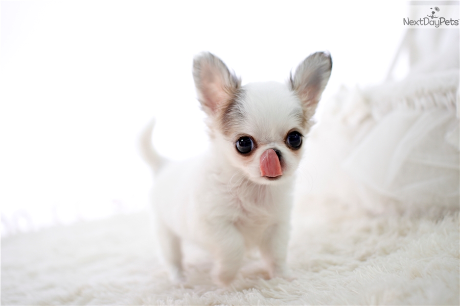 cute Chihuahua puppy for sale**