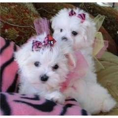 Kc Maltese  Puppies for sale 