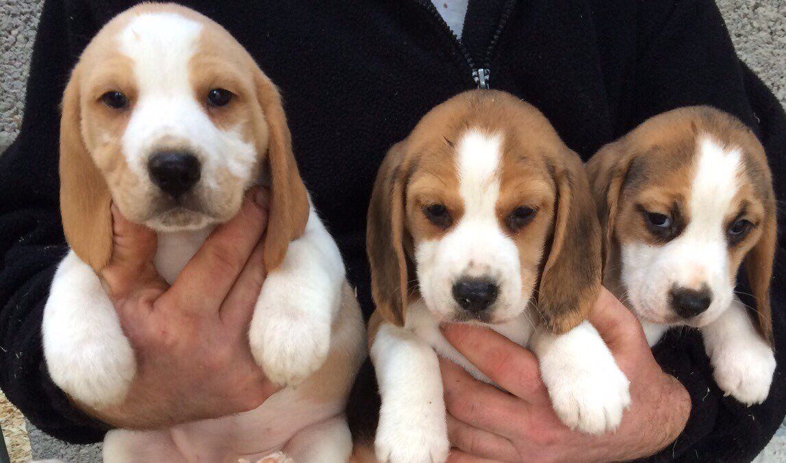 Beautiful Stunning Beagles Puppies.