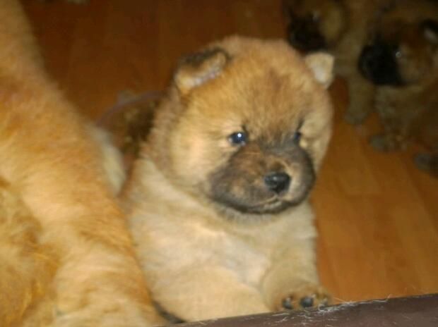 Male and female Chow Chow Puppies