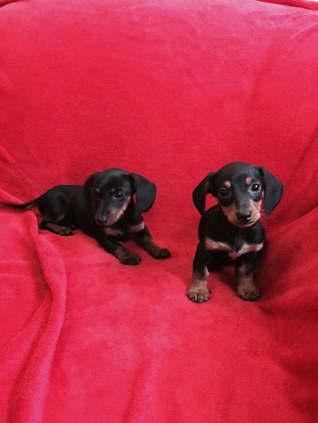 Male and female Miniature Dachshund Puppies
