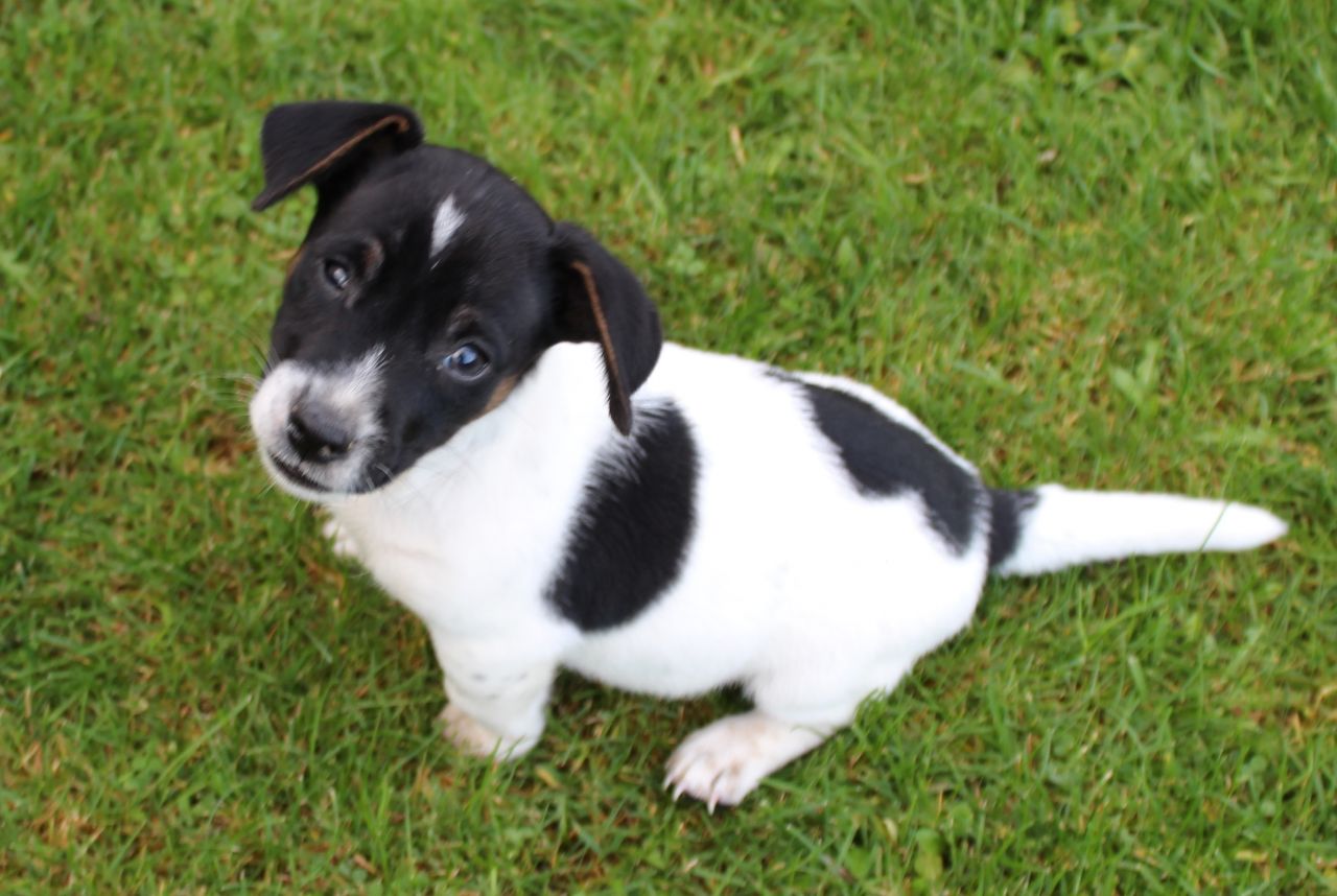 Jack Russell Puppies For Sale 