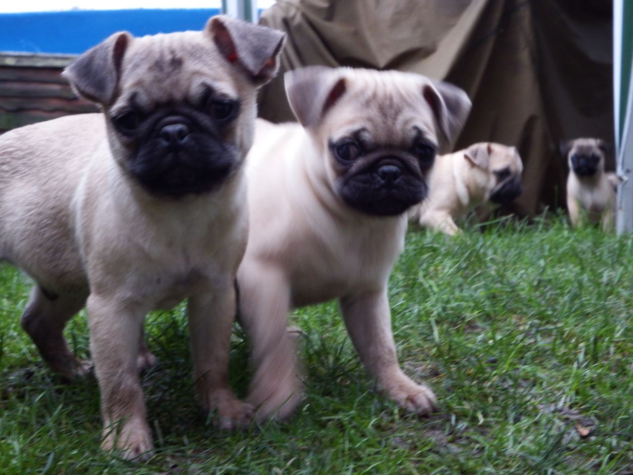 Beautiful Pug Puppies For Sale!!