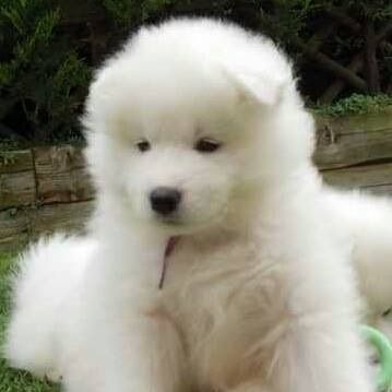 Pedigree Samoyed  Puppies For Sale