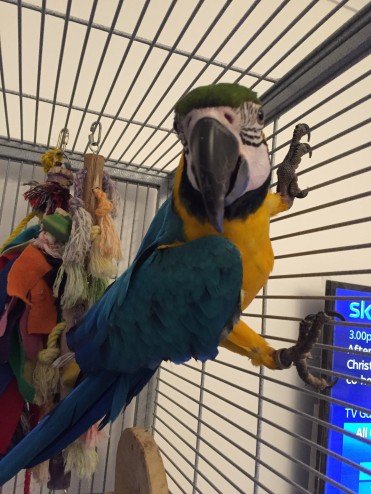Azul y oro adorable Macaw