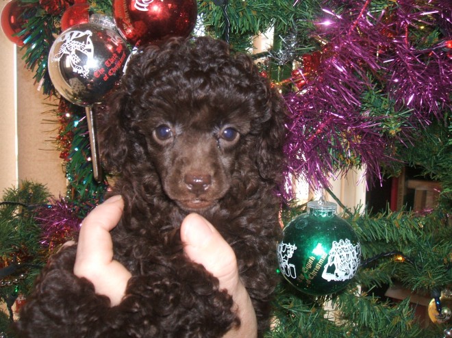 * magnífico Toy Poodle Cachorros *