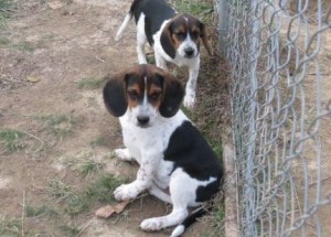 Little Jack Russell Puppies For Sale