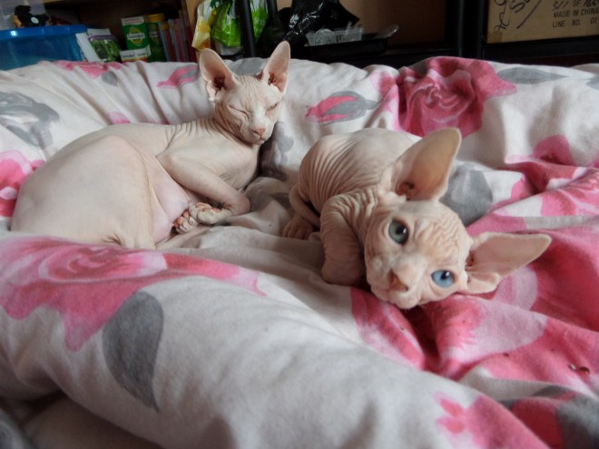 Active Sphynx Male For Sale