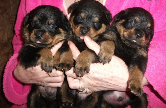 Rottweiler Puppies for adoption available 