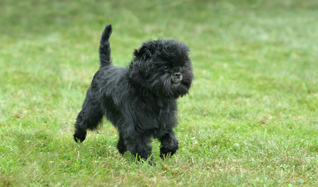 dorable and cute Affenpinscher Dogs Puppies Available