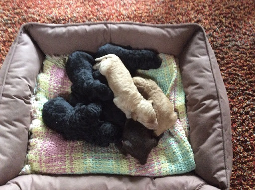 Purebred standard poodle puppies 