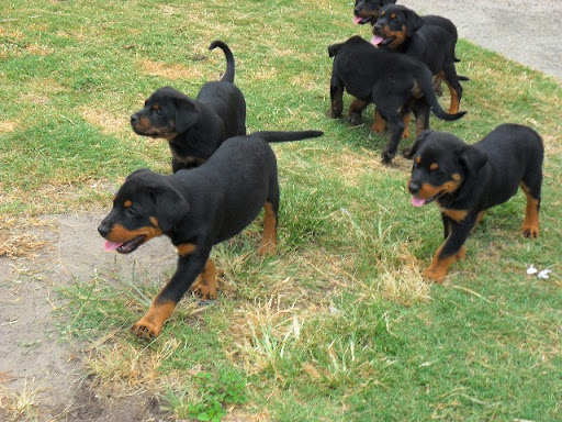 Rottweiler Puppies - Pure Bred 