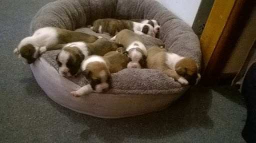 pure breed boxer puppies 