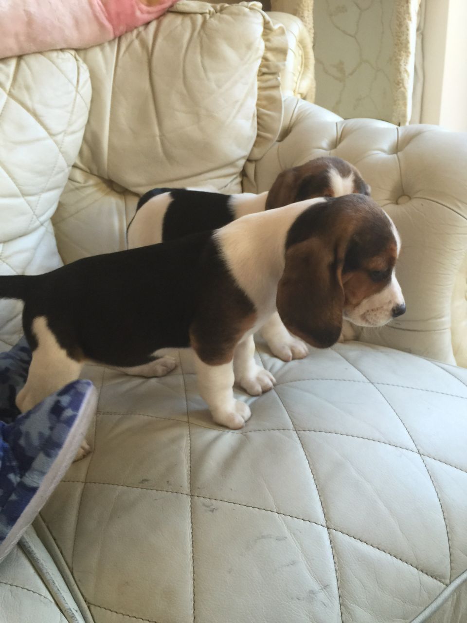 Beagle Puppies for sale