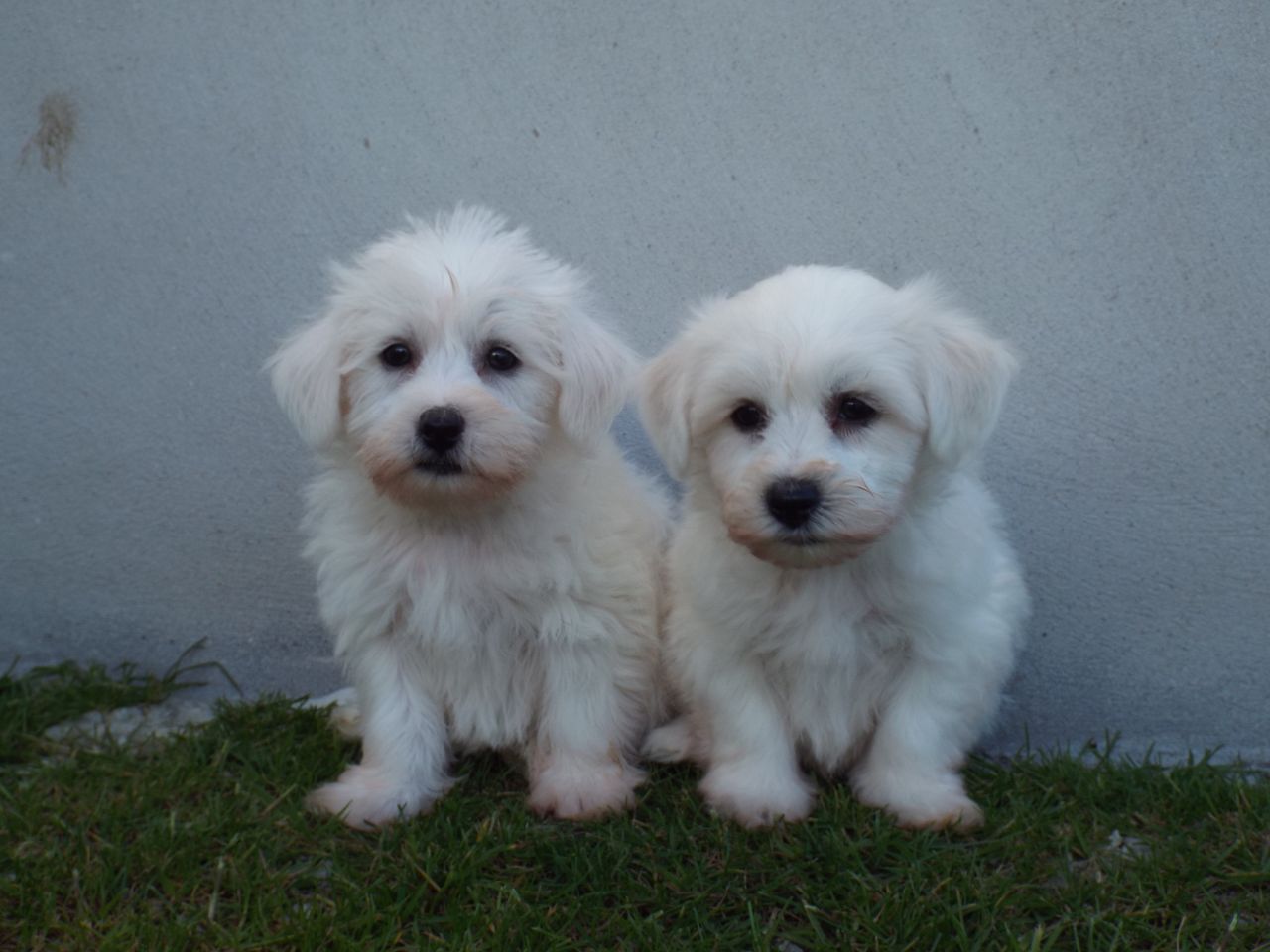 Beautiful Bichon Frise  Puppies for sale