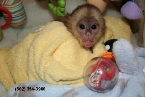 Female Capuchin monkeys available for adoption