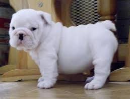Adorable Little Mini English Bulldog