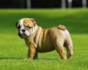 Wrinkly English Bulldog Puppies for adoption