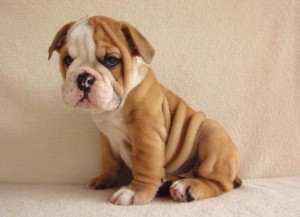 House Raised English Bulldog Pups for adoption