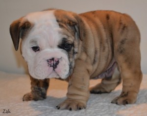 Darling English Bulldog Puppies for adoption