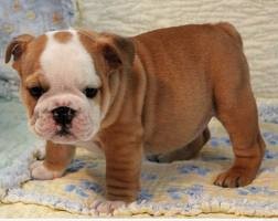  Outstanding English Bulldogs for adoption