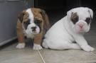 Healthy and Cute English Bulldogs for adoption