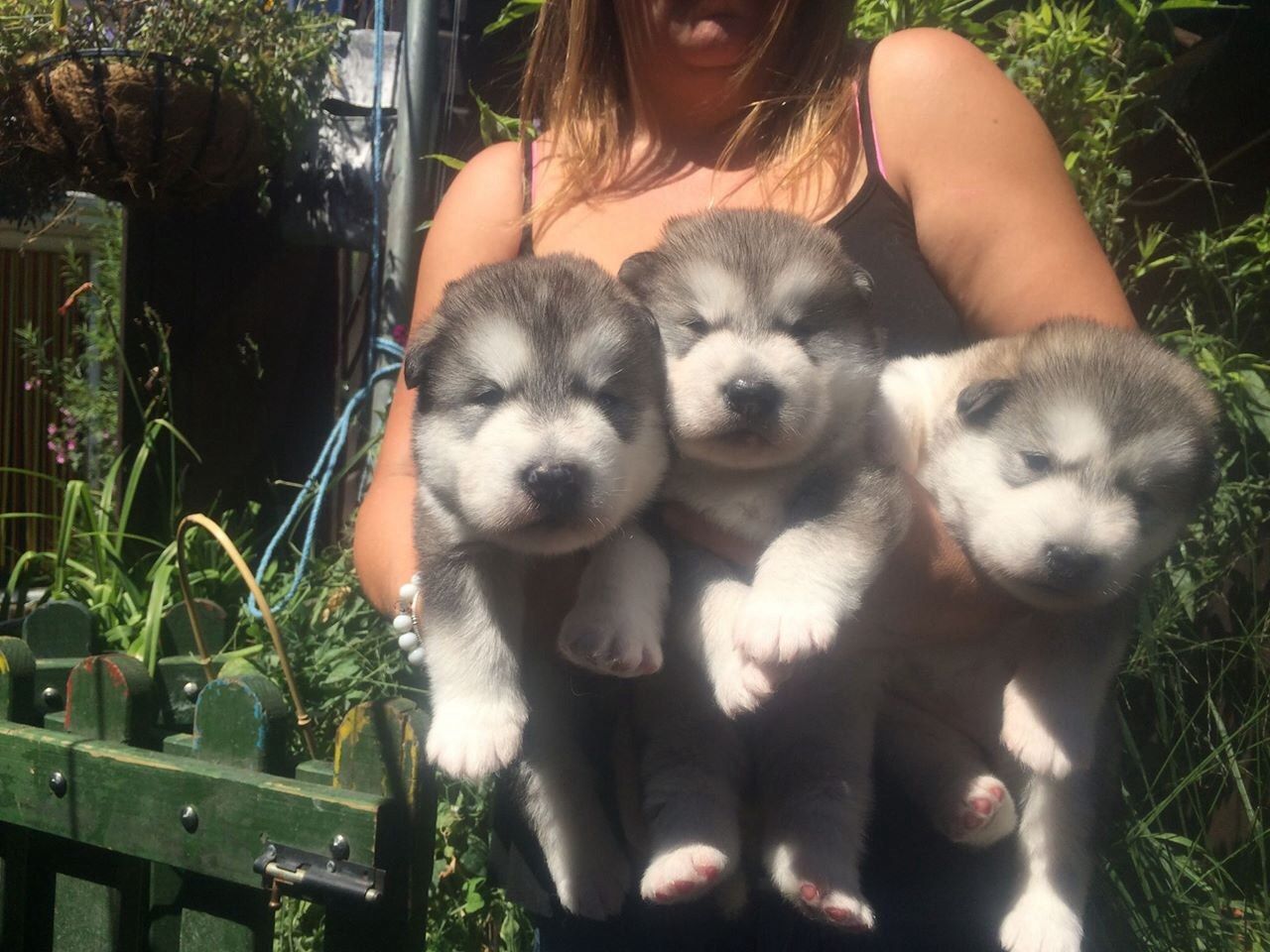 Adorable Alaskan Malamute Puppies For Sale