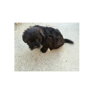 Toy Poodle Needs A Home