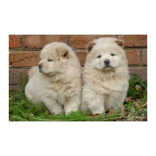 AKC Registered Chow Chow Pups For Sale