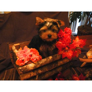 4 Male Yorkies For Sale