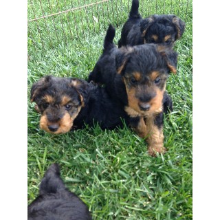 Quality Welsh Terrier Puppies