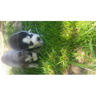 Siberian Husky Puppys Looking For A Great Home