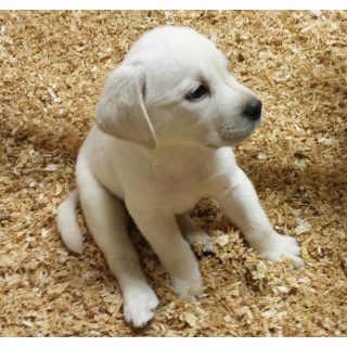 Beautiful White Lab Female Puppy For Sale