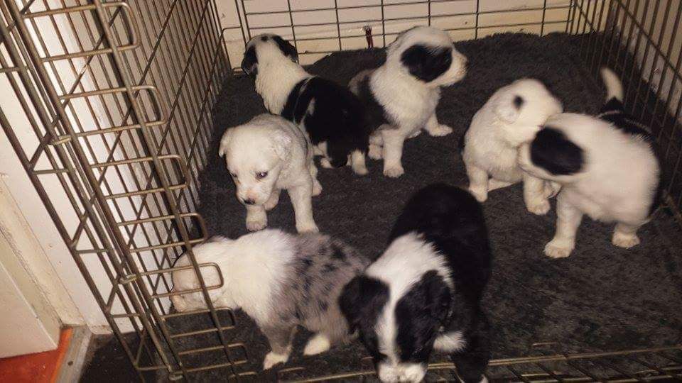 Beautiful Border Collie Puppies For Sale.
