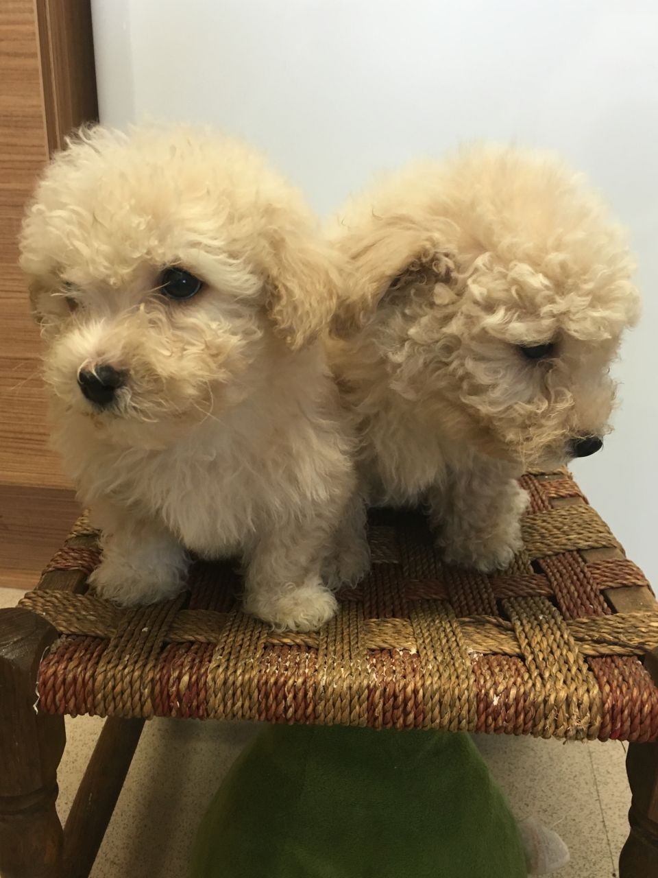 Beautiful Bichon Puppies For Sale.