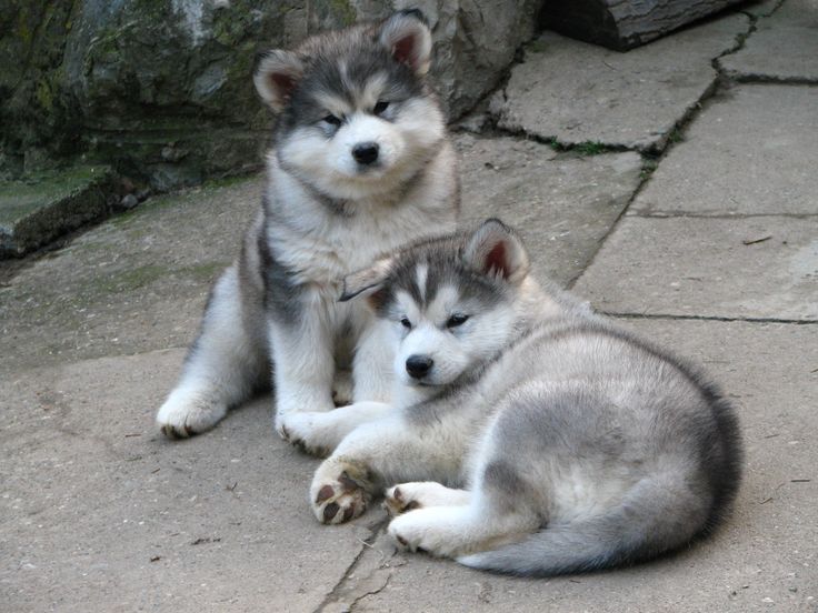 Cute Alaskan Malamute Puppies.