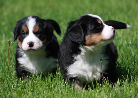  Cute Bernese Mountain Puppies.