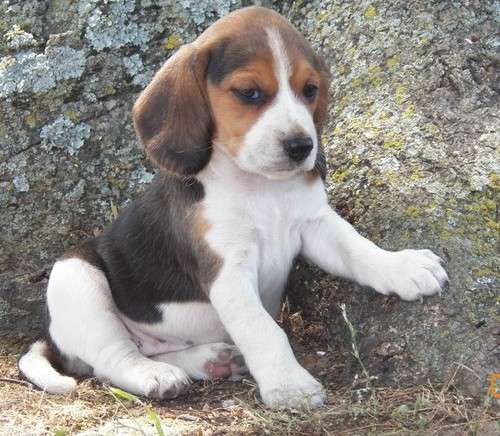   Cute Beagle puppies 