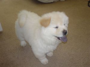   M/F Chow Chow puppies